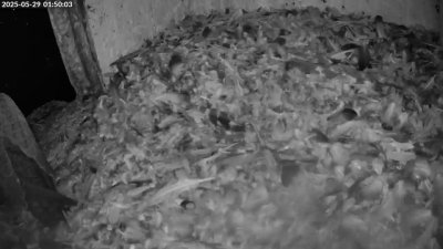 Live Webcam Turmfalken Schüttorf