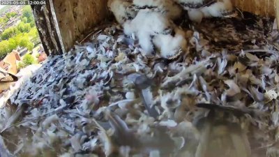 Live Webcam Turmfalken Schüttorf