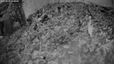 Live Webcam Turmfalken Schüttorf