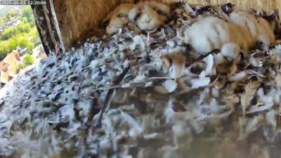 Live Webcam Turmfalken Schüttorf