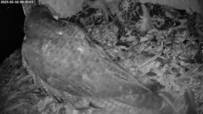 Live Webcam Turmfalken Schüttorf