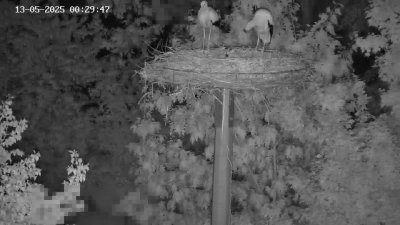 Live Webcam Störche Kleinostheim