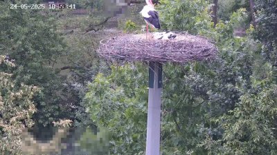 Live Webcam Störche Kleinostheim
