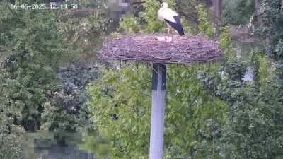 Live Webcam Störche Kleinostheim