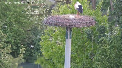 Live Webcam Störche Kleinostheim