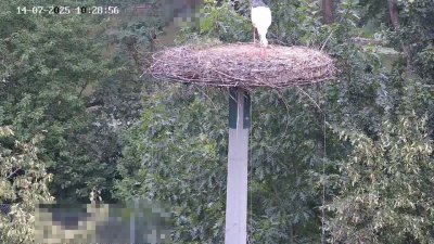 Live Webcam Störche Kleinostheim