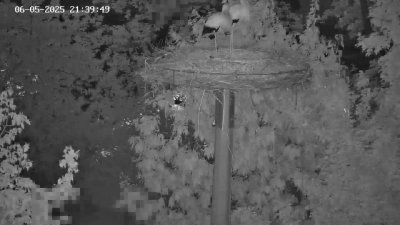 Live Webcam Störche Kleinostheim