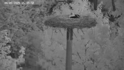 Live Webcam Störche Kleinostheim