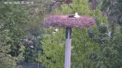 Live Webcam Störche Kleinostheim