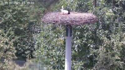 Live Webcam Störche Kleinostheim