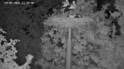 Live Webcam Störche Kleinostheim