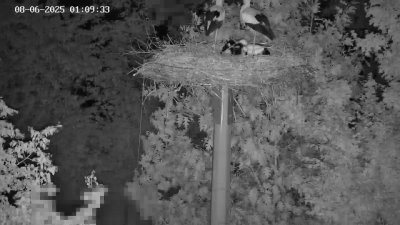 Live Webcam Störche Kleinostheim