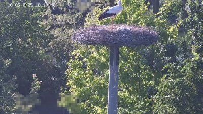 Live Webcam Störche Kleinostheim