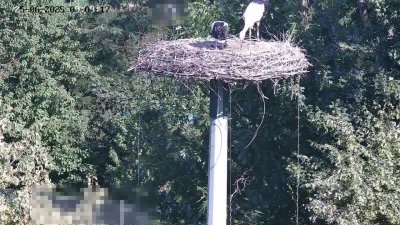 Live Webcam Störche Kleinostheim