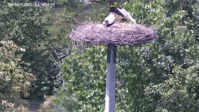 Live Webcam Störche Kleinostheim