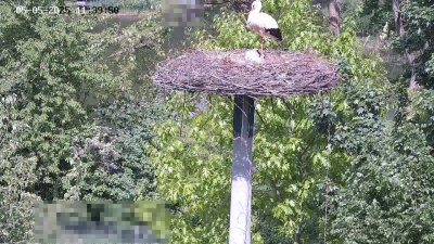 Live Webcam Störche Kleinostheim