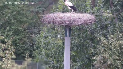 Live Webcam Störche Kleinostheim
