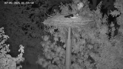 Live Webcam Störche Kleinostheim