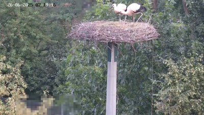 Live Webcam Störche Kleinostheim