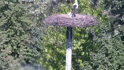 Live Webcam Störche Kleinostheim