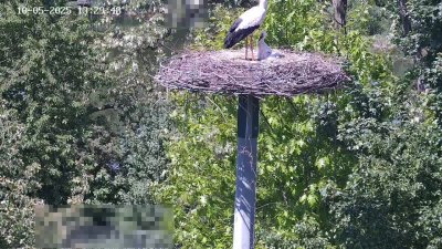 Live Webcam Störche Kleinostheim
