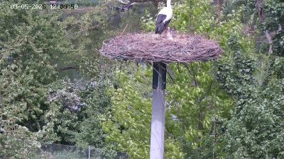 Live Webcam Störche Kleinostheim
