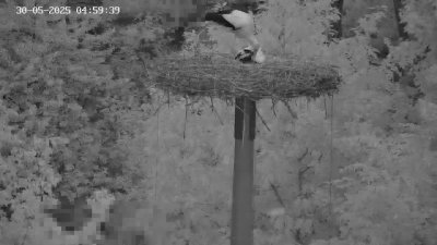 Live Webcam Störche Kleinostheim