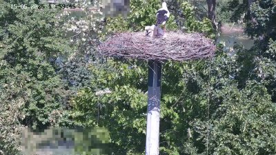 Live Webcam Störche Kleinostheim