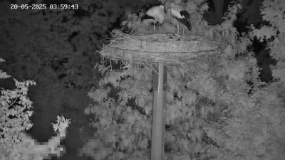 Live Webcam Störche Kleinostheim