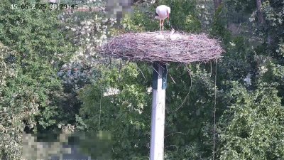 Live Webcam Störche Kleinostheim