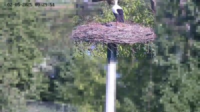 Live Webcam Störche Kleinostheim