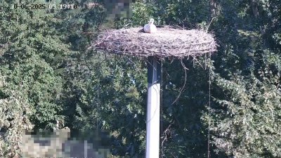 Live Webcam Störche Kleinostheim