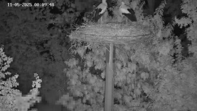 Live Webcam Störche Kleinostheim