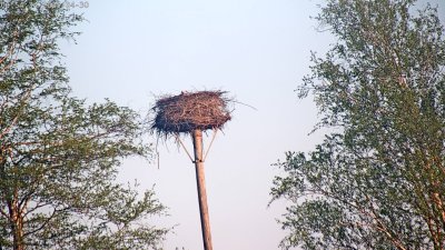 Live Webcam Störche Grabenstätt-Winkl