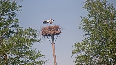 Live Webcam Störche Grabenstätt-Winkl