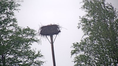 Live Webcam Störche Grabenstätt-Winkl