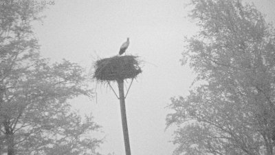 Live Webcam Störche Grabenstätt-Winkl