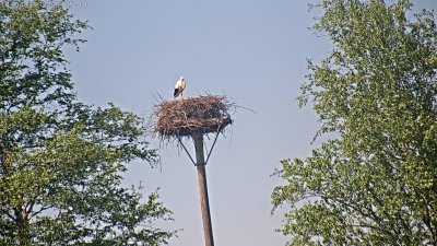 Live Webcam Störche Grabenstätt-Winkl