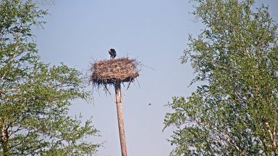 Live Webcam Störche Grabenstätt-Winkl