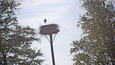 Live Webcam Störche Grabenstätt-Winkl