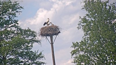 Live Webcam Störche Grabenstätt-Winkl