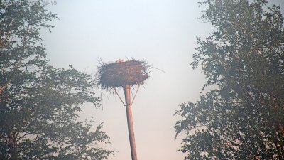 Live Webcam Störche Grabenstätt-Winkl