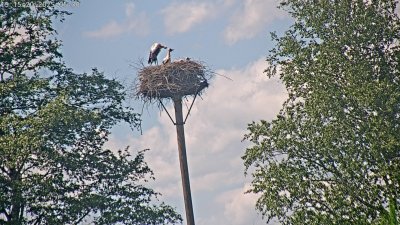 Live Webcam Störche Grabenstätt-Winkl