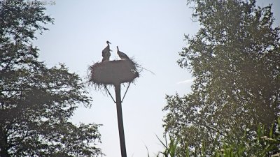 Live Webcam Störche Grabenstätt-Winkl