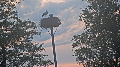 Live Webcam Störche Grabenstätt-Winkl