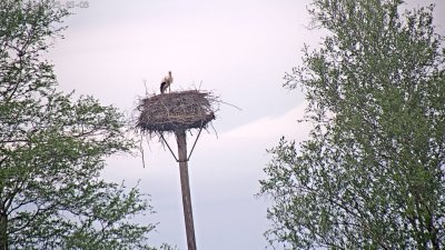 Live Webcam Störche Grabenstätt-Winkl
