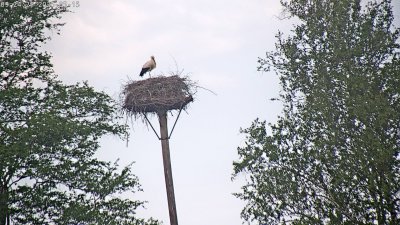 Live Webcam Störche Grabenstätt-Winkl