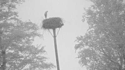 Live Webcam Störche Grabenstätt-Winkl