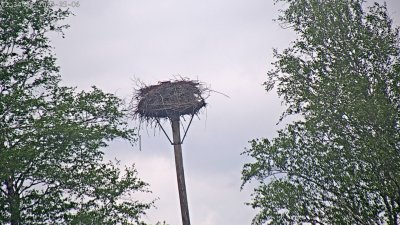 Live Webcam Störche Grabenstätt-Winkl