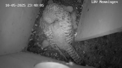 Live Webcam Turmfalken Memmingen